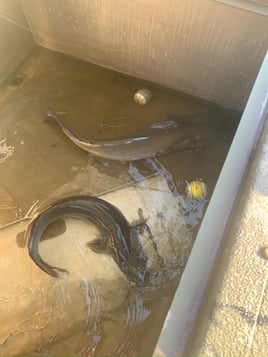 Catfishing on Mark Twain Lake