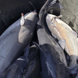 Catfishing on Mark Twain Lake