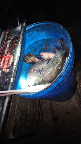 Missouri Bowfishing