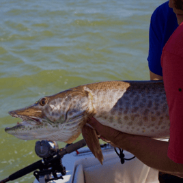 Lake Saint Clair Musky Fishing