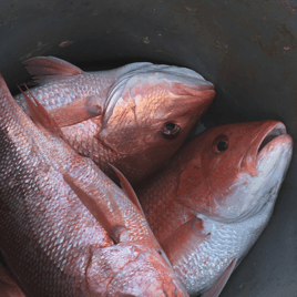 Thanksgiving Snapper Special