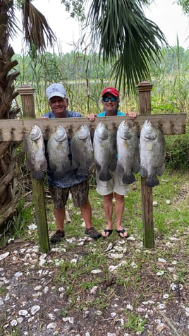 Tripletail Fishing in Apalachicola, Florida