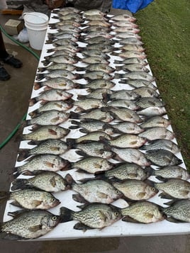 Lake Okeechobee Crappie Fishing