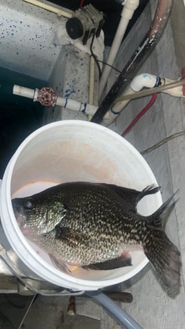 Lake Okeechobee Crappie Fishing