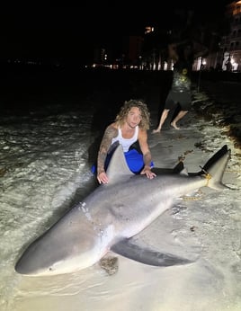 Bull Shark Fishing in Rosemary Beach, Florida