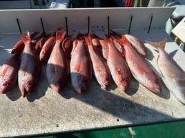 Red Snapper Fishing in Destin, Florida