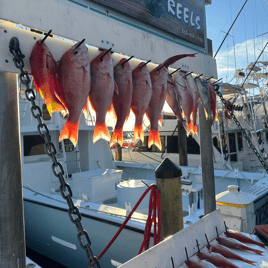 Red Snapper Fishing in Destin, Florida