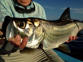 Tarpon Fishing in Palm Harbor, Florida