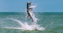 Tarpon Fishing in Palm Harbor, Florida