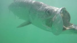 TARPON SEASON 2025 - Get on the books now!