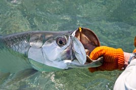 Tarpon Fishing in Palm Harbor, Florida