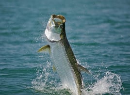 Tarpon Fishing in Palm Harbor, Florida