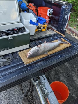 Catfishing on Mississippi River - St Charles