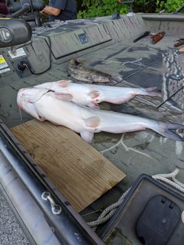 Catfishing on Mississippi River - St Charles