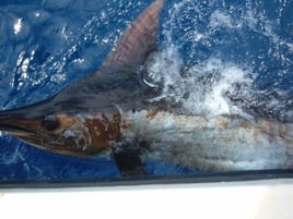 Marlin fishing offshore adventure