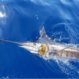 Marlin fishing offshore adventure