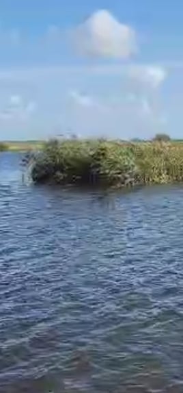 Delacroix Island Duck hunts