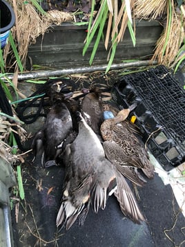 Delacroix Island Duck hunts