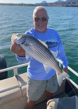 Hybrid Striped Bass Fishing in Lake Havasu City, Arizona