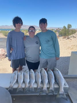 Striped Bass Fishing in Lake Havasu City, Arizona