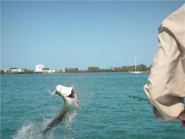 Tarpon Fishing in Key West, Florida