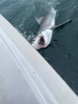 SHARK FISHING