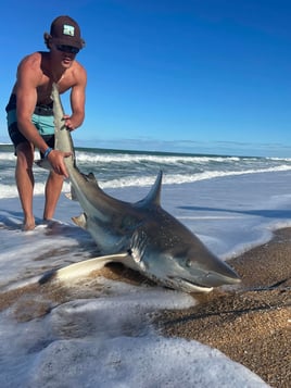 Land-Based Legends: Shark Fishing in the Capital of Bites