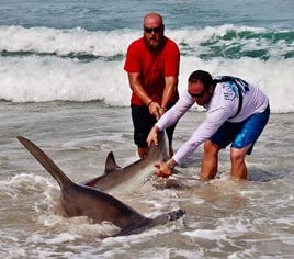 Land-Based Legends: Shark Fishing in the Capital of Bites