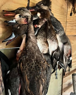 OBX Waterfowl hunting