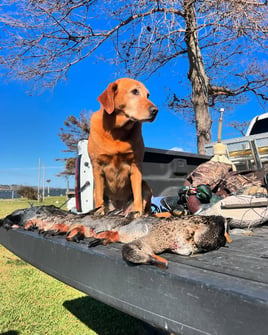 OBX Waterfowl hunting