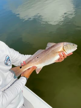 Redfish Fishing in Ocean Isle Beach, North Carolina