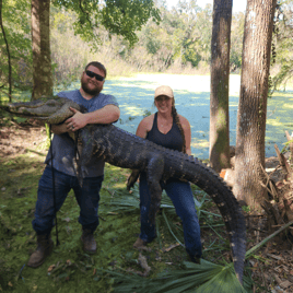 Trophy Alligator Hunt 8ft-8ft11in