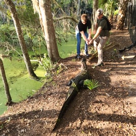 Alligator Fishing in St. Augustine, Florida