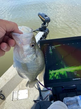 Grenada Lake Crappie Slam