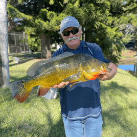 Shoreline Peacock Bass Fishing - weekend