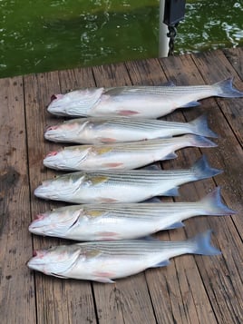 Smith Mountain Lake Striped Bass