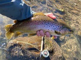 Rainbow Trout Fishing in Rockbridge Baths, Virginia