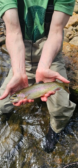 Half day fly fishing experience