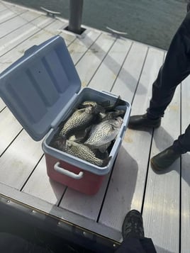 Crappie Fishing in Scottsboro, Alabama