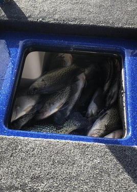 Crappie Fishing in Scottsboro, Alabama