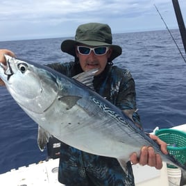 False Albacore Fishing in Key West, Florida