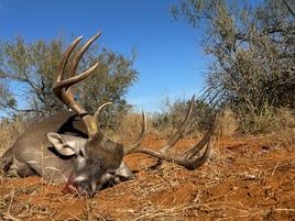 South Texas Deer Hunts