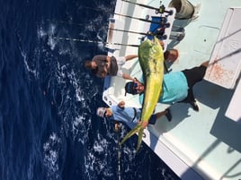 Mahi Mahi Fishing in Key West, Florida