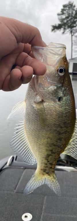 Crappie on Pickwick Lake