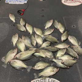 Crappie Fishing in Iuka, Mississippi