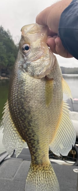 Crappie on Pickwick Lake