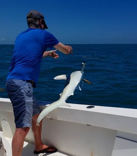 Key West Shark Trips - 29' Sea Vee