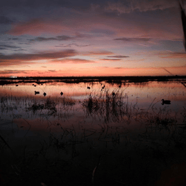 Diver Duck Hunt Ormond Beach