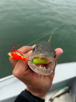 Detroit and Lake St Clair Walleye Charter