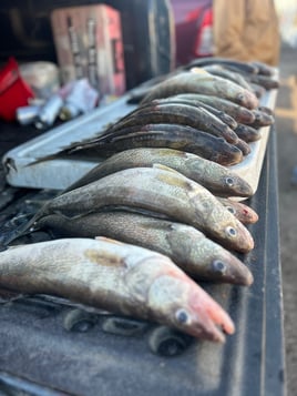 Detroit and Lake St Clair Walleye Charter